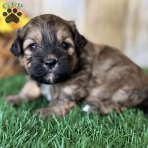 Smores, Shih-Poo Puppy